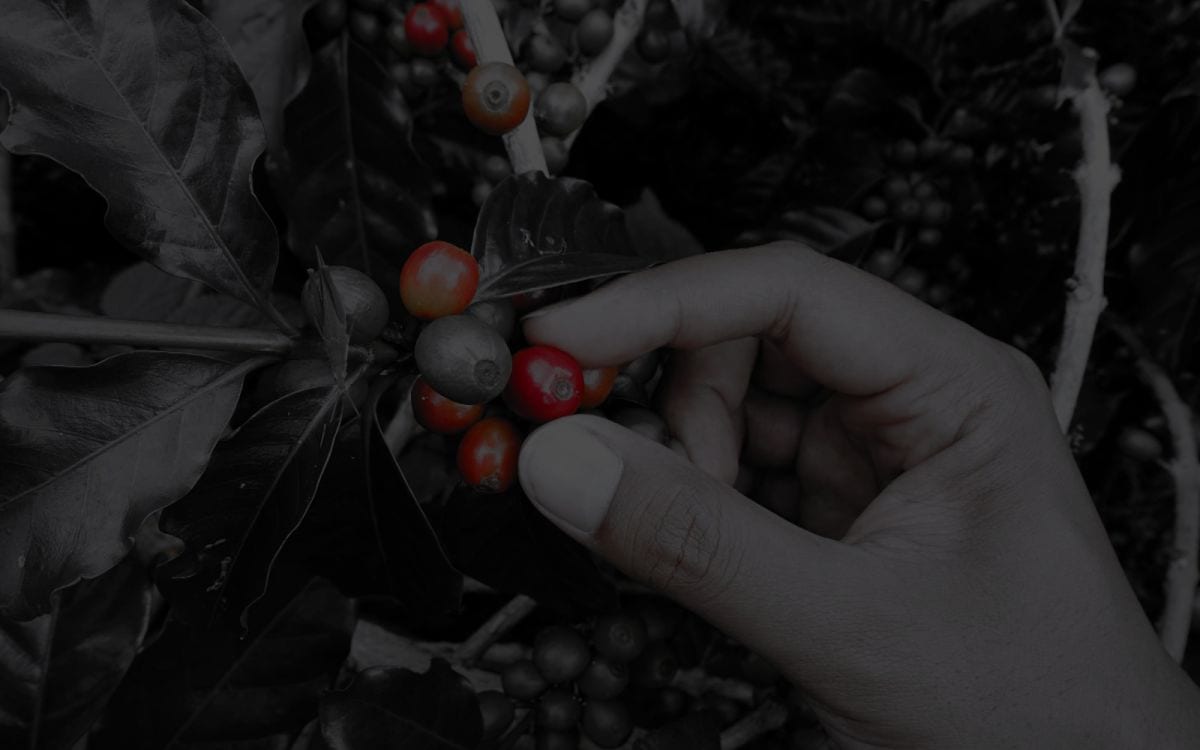 Coffee Habesha LLC